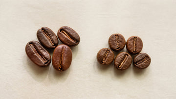 Oval arabica-style beans and rounder robusta-style beans are compared side by side.