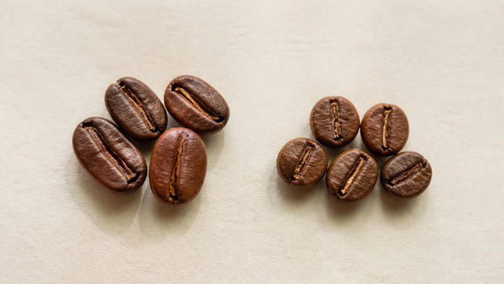 Oval arabica-style beans and rounder robusta-style beans are compared side by side.